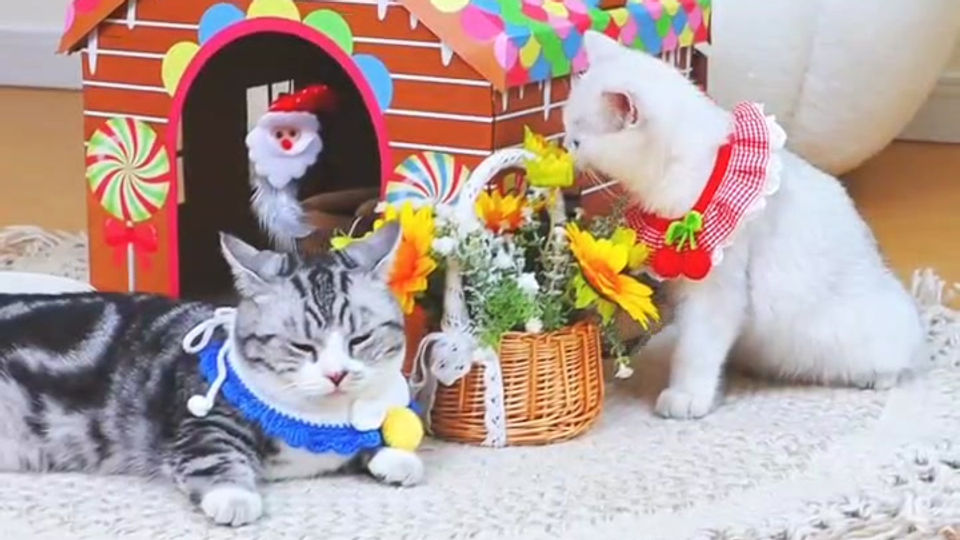 Cat House 02